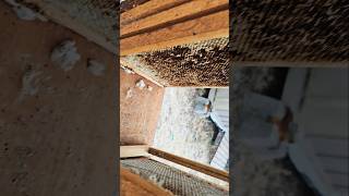 How to get rid of wax moth infestation [upl. by Hsotnas]