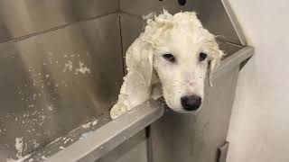 baby Pyrenees first bath [upl. by Ramsa]