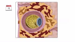 General Embryology  Detailed Animation On Second Week Of Development [upl. by Crescentia8]