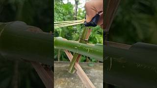 Bamboo creations with old slingshots bamboo diy bamboocrafts Banboosrt [upl. by Millford639]