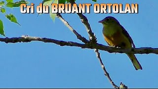 Cri du BRUANT ORTOLAN [upl. by Proudlove]