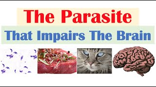 Toxoplasmosis The Parasite That Reduces Brain Functioning amp Where It Comes From [upl. by Zollie]