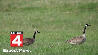 Why Michigan is now KILLING Canadian geese [upl. by Anoo]