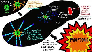 Inflammasome and NLRP3 [upl. by Dolan586]