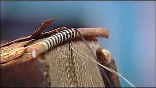 quotSauvez nos reliuresquot  reportage de France 2 sur la restauration des livres anciens [upl. by Olegnaed77]