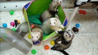 Extreme Makeover Ferret Edition [upl. by Enram]