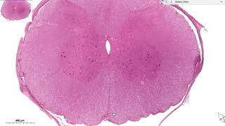 HISTOLOGI CNS MEDULLA SPINALIS [upl. by Assile297]