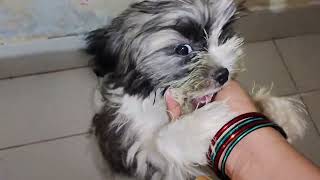 Shih Tzu barking on mummydoglover shihtzucuteness dogbreed cute shihtzupuppie shihtzu pets [upl. by Grosvenor586]