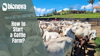 How to Start a Cattle Farm in the Philippines [upl. by Yahska408]