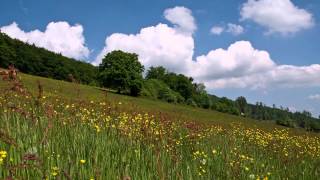 Naturpark SollingVogler Lebensraum Wiesental  Hellental [upl. by Sellers]