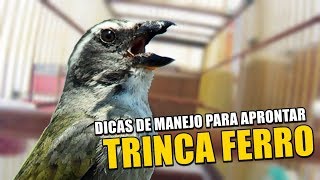 DICAS DE MANEJO PARA APRONTAR SEU TRINCA FERRO 🔥 [upl. by Blodget]