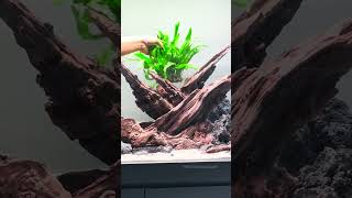 Lowtech Non Co2 Natural Aquarium Tank Setup Angle Fish Planted Aquascape aquascape aquascaping [upl. by Gilford33]