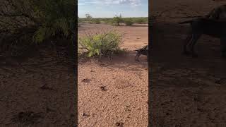 Walkabout with the Weims Found a large clear spot  in the flood zone [upl. by At59]