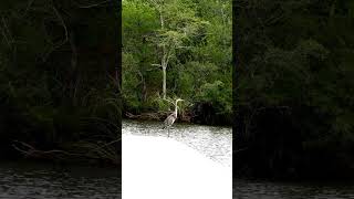 Heron at Bagdad FL Boat Dock [upl. by Victorine]