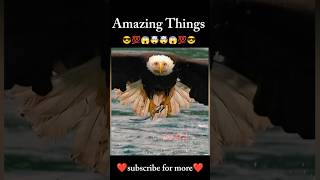 Clever Eagle🦅🦅Amazing Things😎💯😱🤯🤯😱💯😎 shorts amazingthings 13november2024 🔥😎🤯🤯😎🔥 [upl. by Araek]