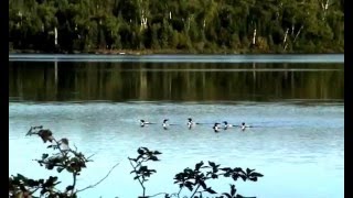 The Sound of the Canadian Loons  Le chant du huard canadien 13 [upl. by Coleman]