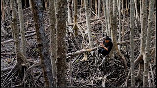 Exploring the Mangrove Ecosystems  National Geographic [upl. by Atirehc]