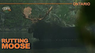 Up close with Northern Ontario Moose EPIC Encounters  Canada in the Rough [upl. by Avid627]