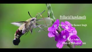 Pellucid Hawkmoth The Coffee Clearwing RARE Capture news [upl. by Yenobe991]