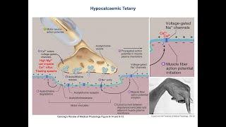 Hypocalcaemic Tetany  Neuromuscular Irritability [upl. by Ahsienak]