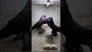 Black Kabootar Ka Shok fancypigeon kabutar love [upl. by Iveson670]