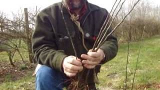 Raising your own apple tree root stocks [upl. by Dyolf]