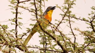 Greyheaded Bushshrike Calling [upl. by Liza154]