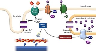 Cardiac ExcitationContraction Coupling [upl. by Florri120]