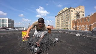 Trapping Pigeons in the City with New Bait Insane Results [upl. by Ybhsa]