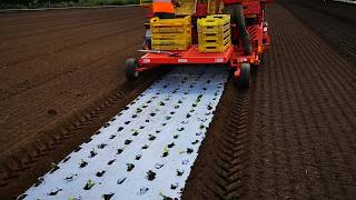 Mulch film layer and transplanter  Ferrari FPC [upl. by Ynots]