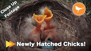 Newly Hatched Bird Chicks Close Up Footage [upl. by Caty985]