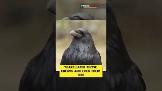 Crows Hold Grudges Against Humans for Years 🐦🤯  Press Xpress [upl. by Lorie141]