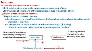 12 Hypothalamus and thalamus edit [upl. by Jerald]