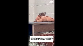 Mountain lion cub cozies up with stuffed animal [upl. by Ijok]