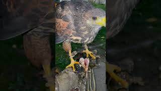 Harris Hawk Feeding time [upl. by Monro]