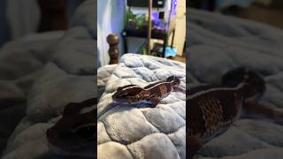 African fat tailed gecko pets africanfattailedgecko cute pets exoticshorts [upl. by Wilma900]