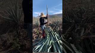 Agave tequila process 🙄 satisfying farming [upl. by Nosrettap]