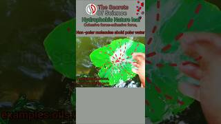 Hydrophobic Nature cohesive force adhesivechemistry water thesecretscience ytshorts [upl. by Olivier462]