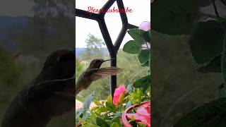 I Tested Hummingbird Against Sparrow and Found the FASTEST [upl. by Valda]