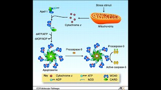 Apoptosis Pathway Intrinsic Pathway Part 2 Apaf1 Apoptosomes and activation of caspases [upl. by Salesin]