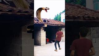 funny snake video shorts [upl. by Nahsaj]