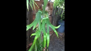 18 Species of Platyceriums or Staghorn Ferns [upl. by Leahicm]