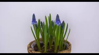 MUSCARI ARMENIACUM GRAPE HYACINTH SPROUTING TIME LAPSE 4K [upl. by Arhna]