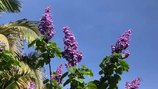 The Empress Tree Paulownia tomentosa [upl. by Schug316]