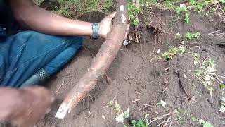 Listen to how Cassava plants are Harvested from the garden [upl. by Valaria80]