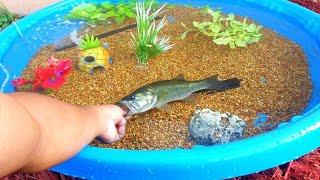 DIY HOMEMADE POOL FISH POND Aquarium [upl. by Attelahs]