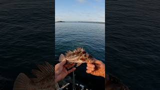 Fishing for Rock Fish with River Dogs shorts fishing fish [upl. by Kalina]