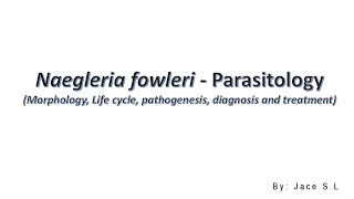 Naegleria Fowleri  Parasitology [upl. by Ellierim474]