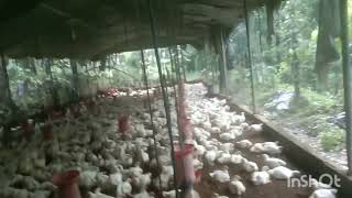 Poultry Farm India Kerala Palakkad Karimba [upl. by Kcir618]