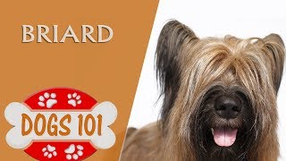 Dogs 101  BRIARD  Top Dog Facts About the BRIARD [upl. by Obmar]